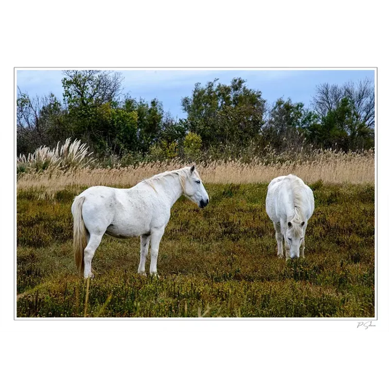 CAMARGUAIS DANS LE VACCARÈS