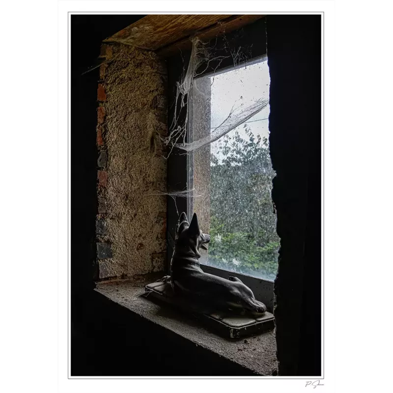 CHIEN À LA FENÈTRE