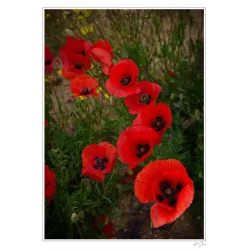 COQUELICOTS