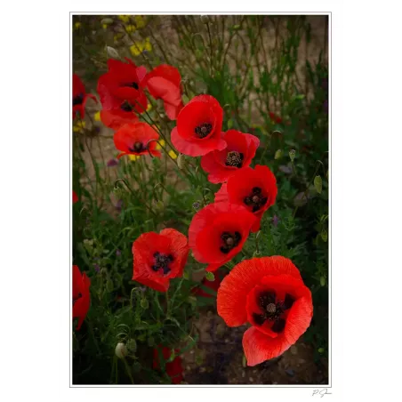 COQUELICOTS