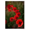 COQUELICOTS