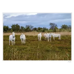 CHEVAUX CAMARGUAIS