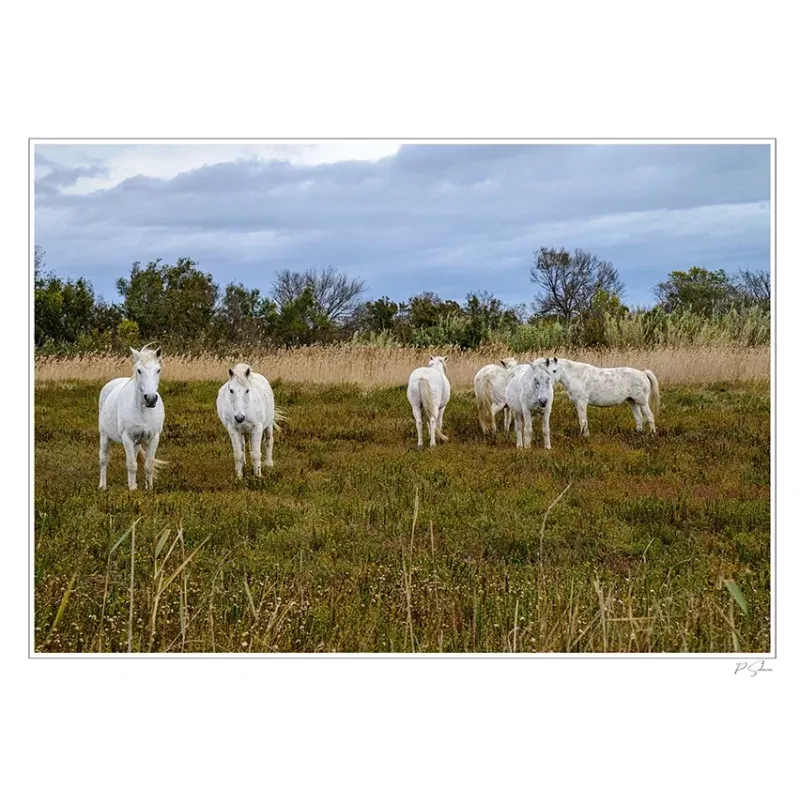 CHEVAUX CAMARGUAIS